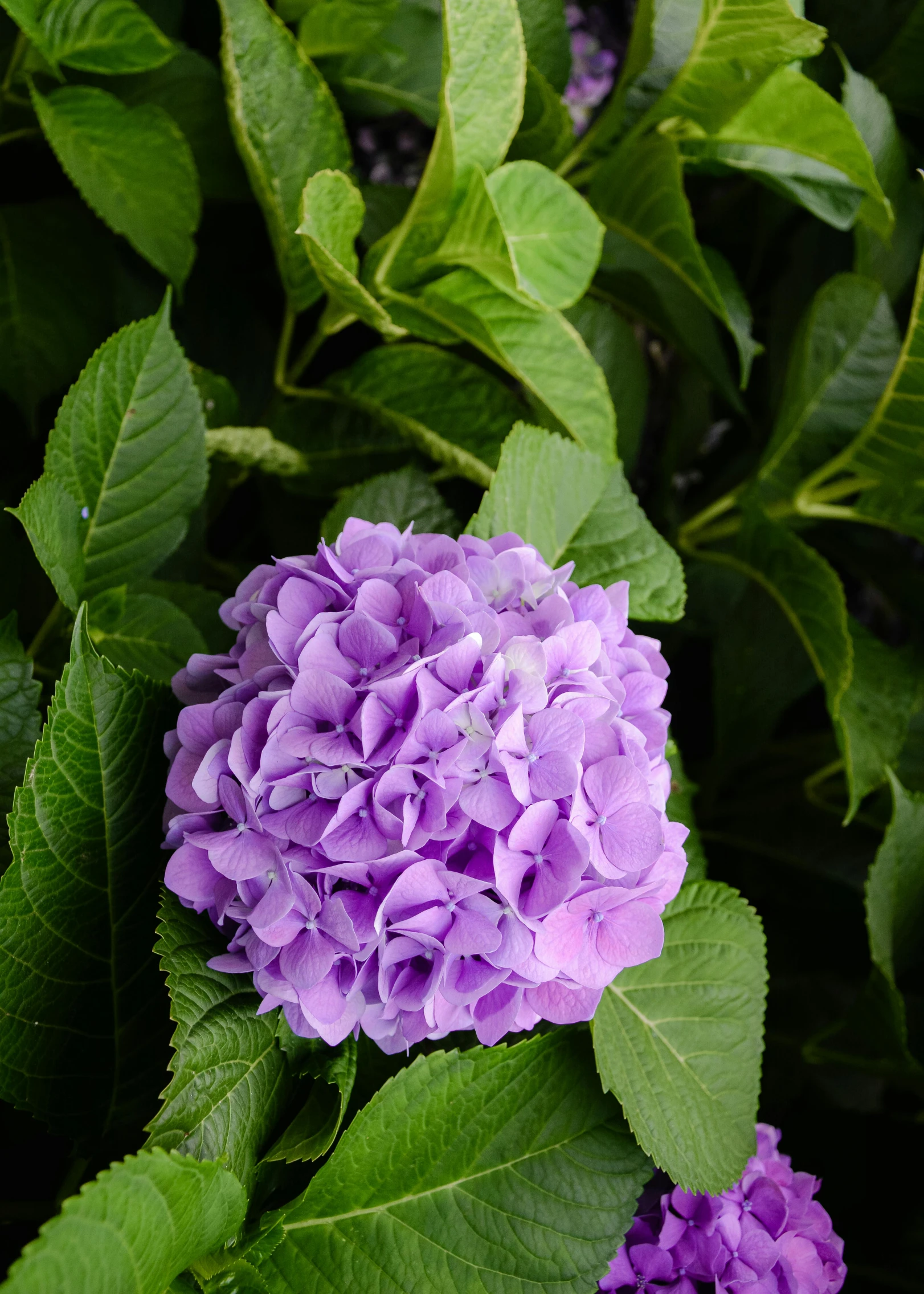 a bunch of purple flowers with green leaves, a portrait, unsplash, hurufiyya, medium wide front shot, hydrangea, ((purple)), single