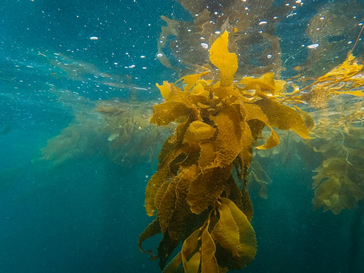 a bunch of seaweed floating in the water, by Jessie Algie, unsplash, golden fish in water exoskeleton, new zeeland, thumbnail, vibrant foliage