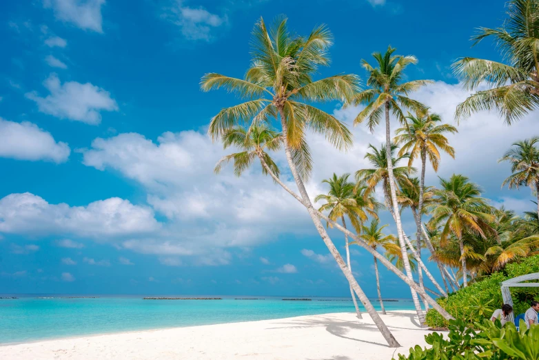 a group of palm trees sitting on top of a sandy beach, pexels contest winner, hurufiyya, turquoise, al fresco, maldives in background, profile image