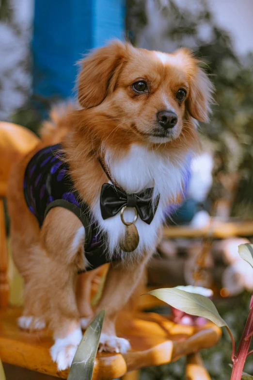 a small dog standing on top of a wooden chair, bowtie, black and violet costume, zoomed in shots, feature