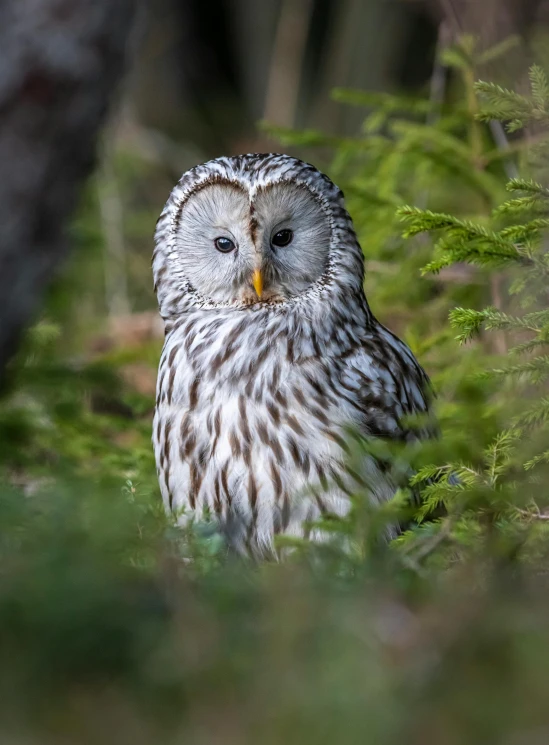 an owl that is sitting in the grass, a portrait, by Jesper Knudsen, bright nordic forest, medium portrait, 2022 photograph, small