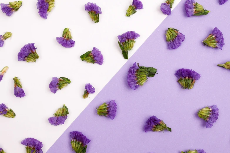 purple flowers on a white and purple background, inspired by Yves Klein, trending on pexels, edible flowers, pressed flowers, green and purple, half image