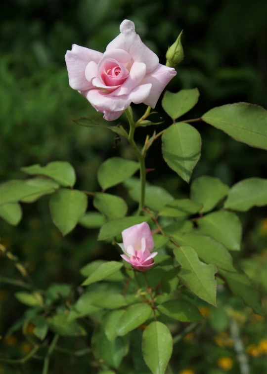 a pink rose is blooming in a garden, a portrait, by Pamela Drew, unsplash, taken in the mid 2000s, slide show, flowering buds, real photo