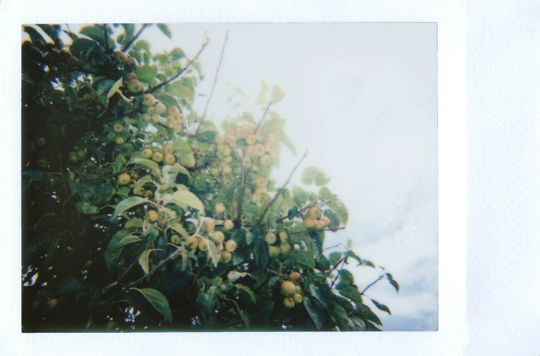 a picture of a tree with fruit on it, a polaroid photo, inspired by Elsa Bleda, happening, slight yellow hue, fruit trees, cinestill hasselblad 8 5 mm, pale sky