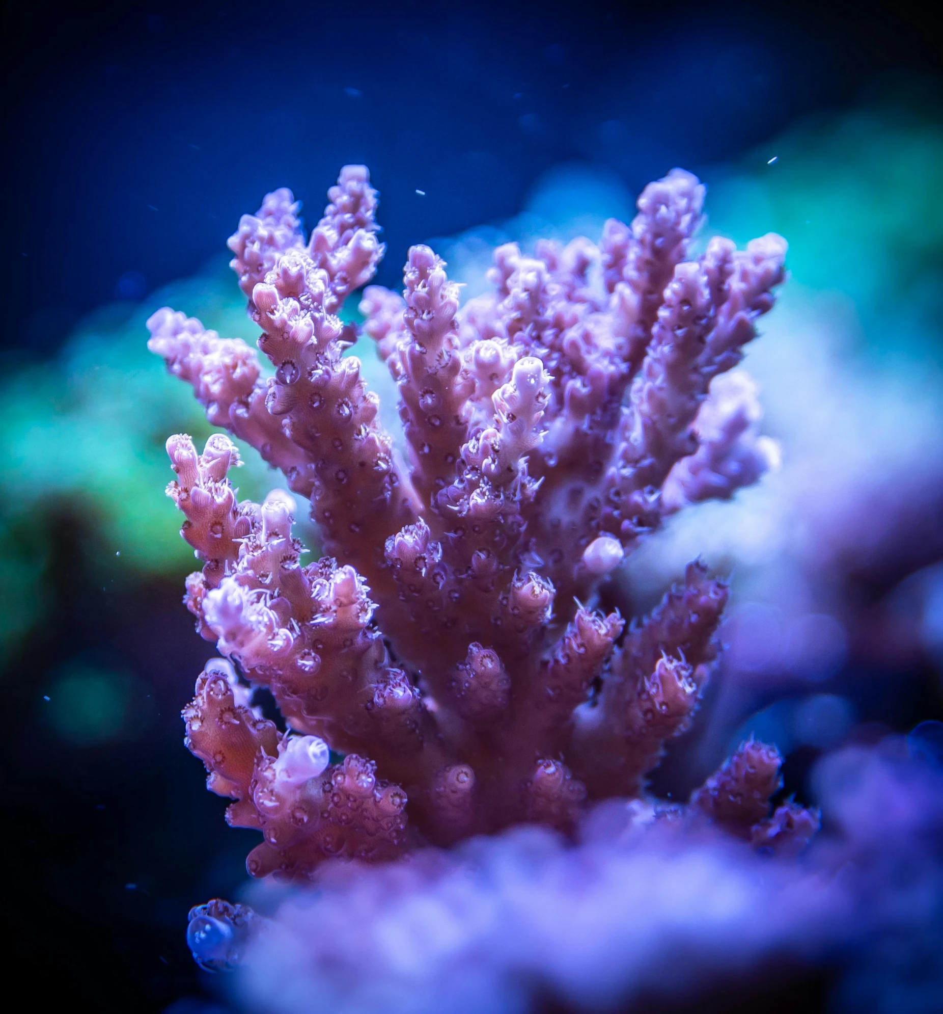 a close up of a coral in an aquarium, a macro photograph, unsplash, barely lit warm violet red light, 🦩🪐🐞👩🏻🦳, blue and pink bonsai tree, shot on sony a 7 iii