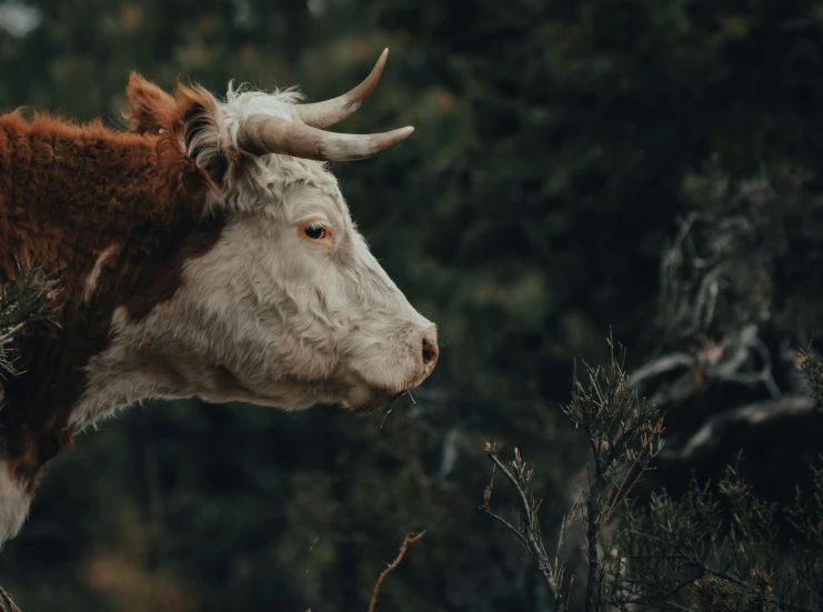 a brown and white cow standing next to a forest, pexels contest winner, renaissance, close up shot a rugged, paul barson, hunting, an ancient