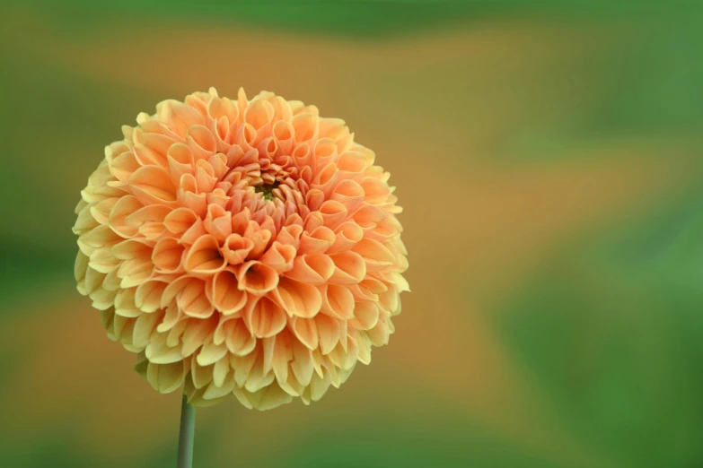 a close up of a flower with a blurry background, pexels contest winner, gradient orange, chrysanthemum eos-1d, an elegant green, giant dahlia flower head