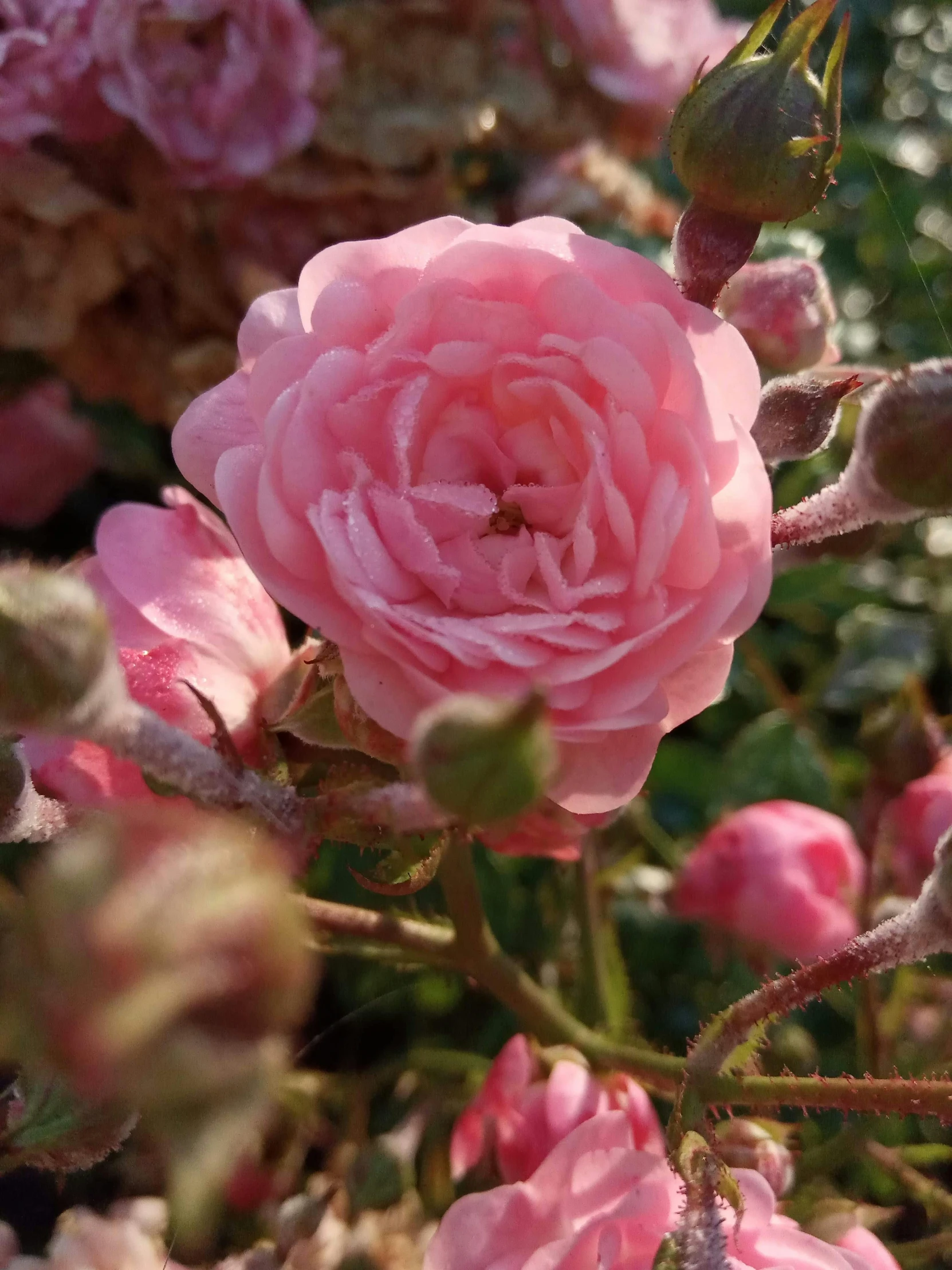 a pink rose is blooming in a garden, inspired by Barbara Nasmyth, slide show, essence, julia sarda, no cropping