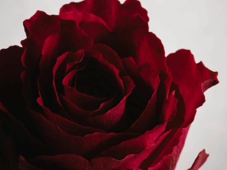 a close up of a red rose in a vase, payne's grey and venetian red, smooth contours, photo from the side, red velvet