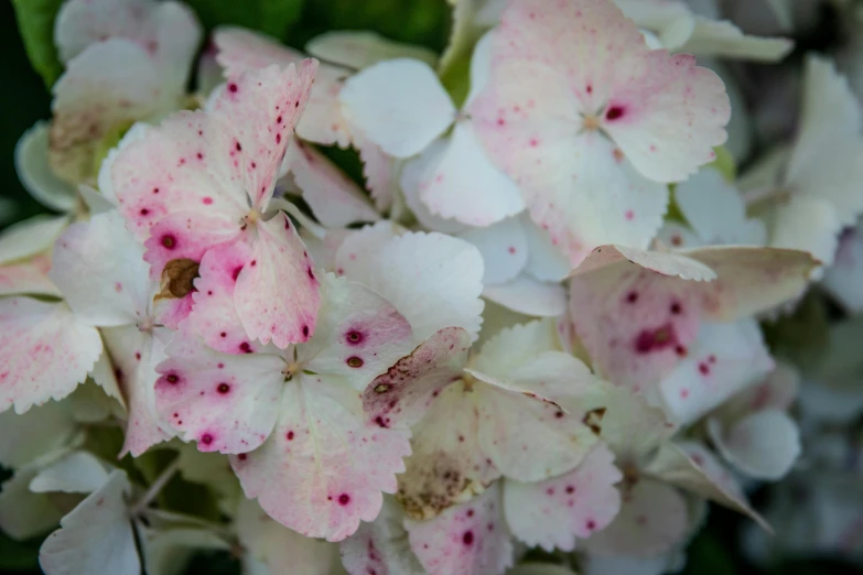 a close up of a pink and white flower, hydrangea, speckled, white with black spots, linsey levendall