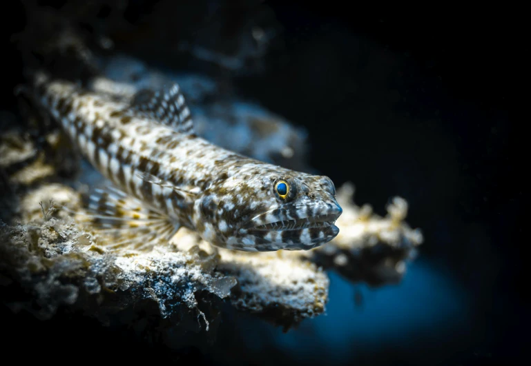 a close up of a fish on a rock, pexels contest winner, baroque, white glowing eyes, australian, highly microdetailed, high quality photo