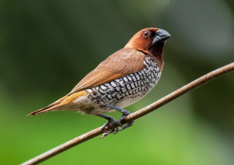 a bird that is sitting on a branch, by Peter Churcher, trending on pexels, halyomorpha halys, “ iron bark, tropical birds, brown:-2