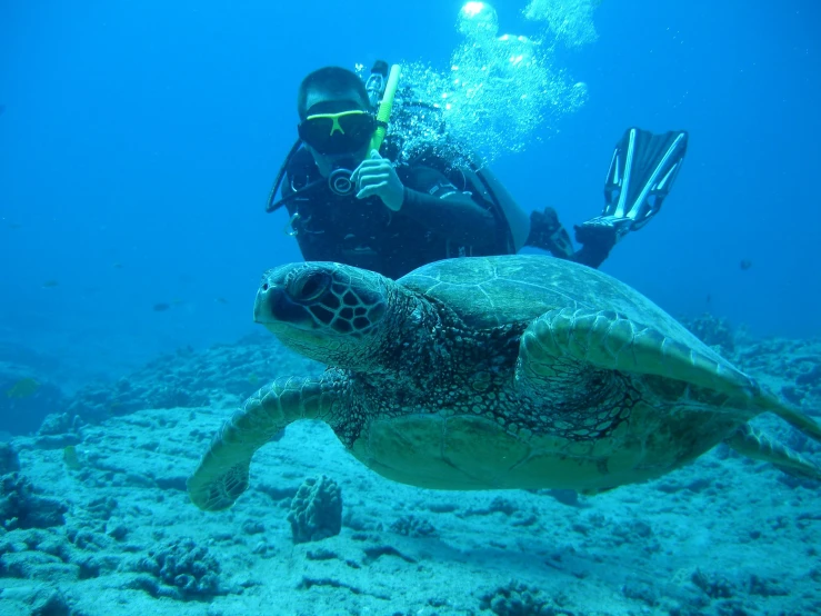 a person diving with a turtle in the ocean, profile image, lush surroundings, sea creatures, hidetaka miyazaki