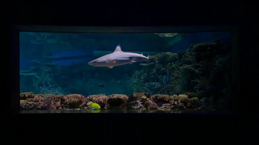 a close up of a fish in an aquarium, by Greg Rutkowski, unsplash, sharks surfacing from the lake, panoramic shot, night time, 2000s photo