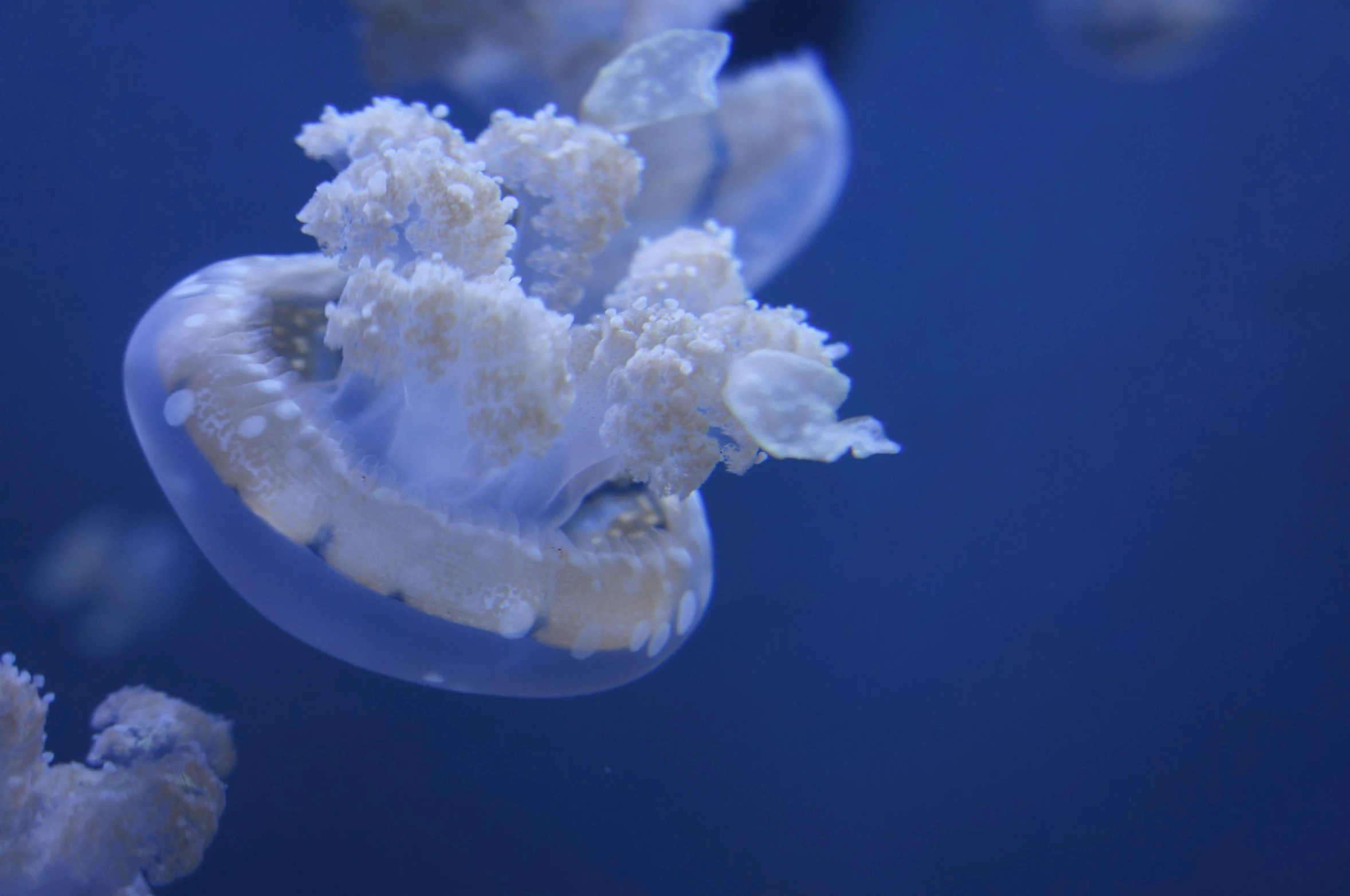 a group of jellyfish swimming in an aquarium, unsplash, white and blue, fan favorite, icy, great barrier reef