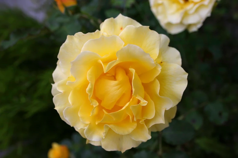 a close up of a yellow rose in a garden, hansa yellow, carefully crafted, multicoloured, vista view