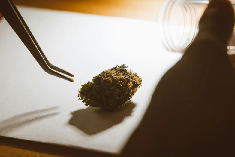 a close up of a piece of food on a table, a drawing, unsplash, marijuana buds, profile image, under a spotlight, thumbnail