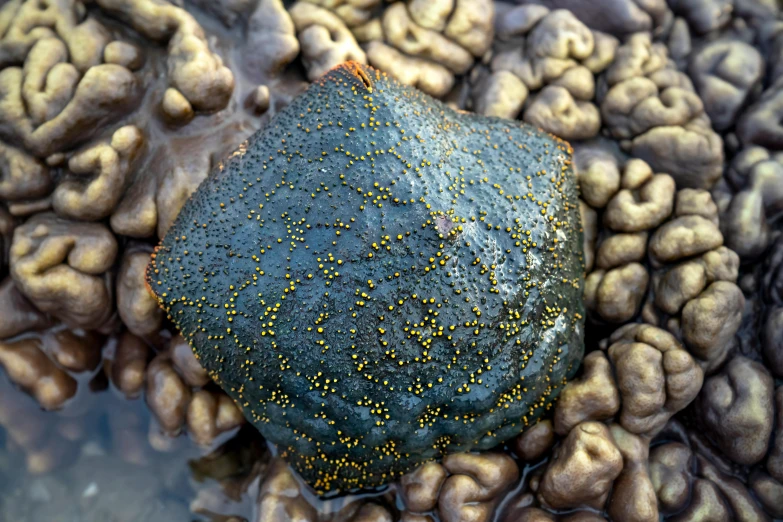 a large rock sitting on top of a pile of rocks, a stipple, hurufiyya, green sea urchin, with veins of magma and gold, jelly - like texture. photograph, rotting black clay skin