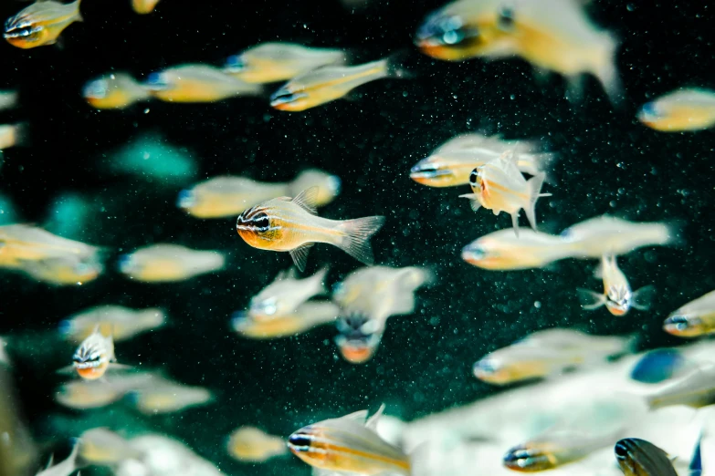 a group of fish swimming in an aquarium, by Julia Pishtar, trending on unsplash, golden fish in water exoskeleton, manuka, silvergill adept, aged 2 5