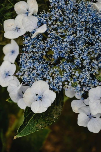 a close up of a blue and white flower, white freckles, hydrangea, mediumslateblue flowers, seeds