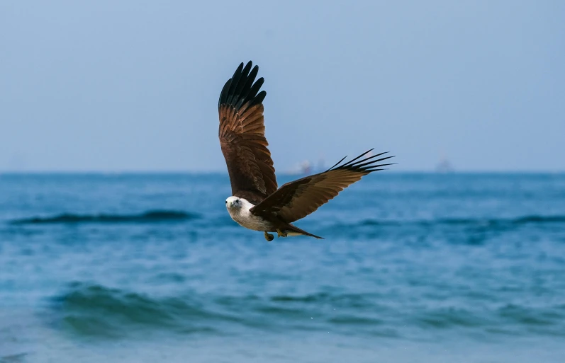 a large bird flying over a body of water, by Ibrahim Kodra, pexels contest winner, hurufiyya, at the beach, brown, gryphon, manly