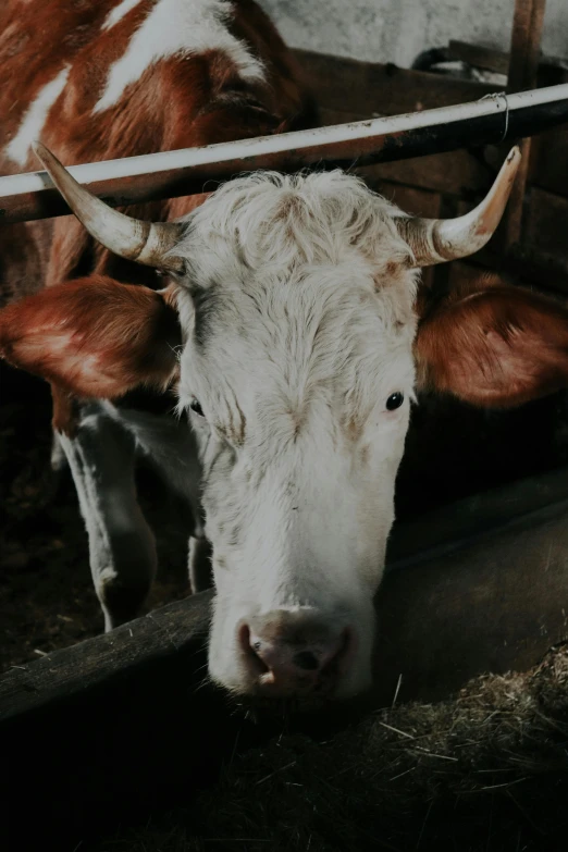 a brown and white cow standing next to a fence, portrait featured on unsplash, on a dark background, square nose, high angle close up shot