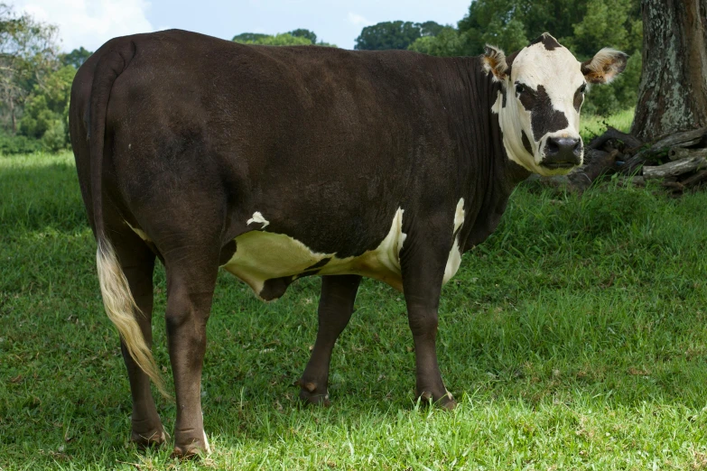 a brown and white cow standing on top of a lush green field, profile image, extremely fat, tamborine, caucasian