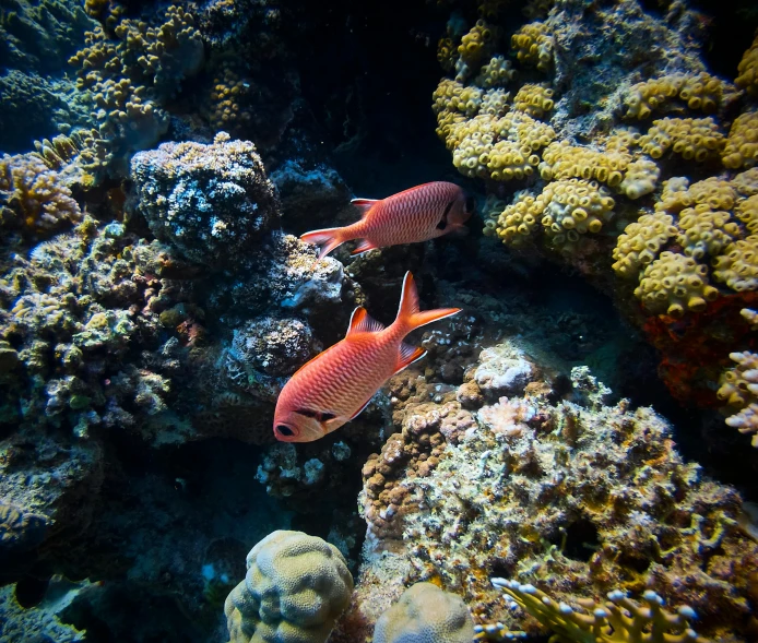 a couple of fish that are swimming in some water, a photo, pexels contest winner, figuration libre, coral red, red sea, slide show, low iso