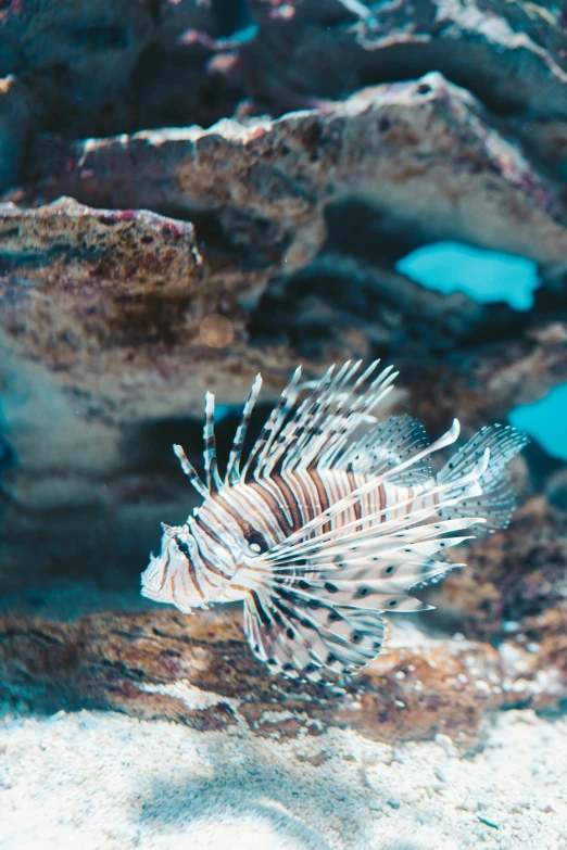 a close up of a fish in a tank, on the ocean, lush surroundings, long flowing fins, great barrier reef