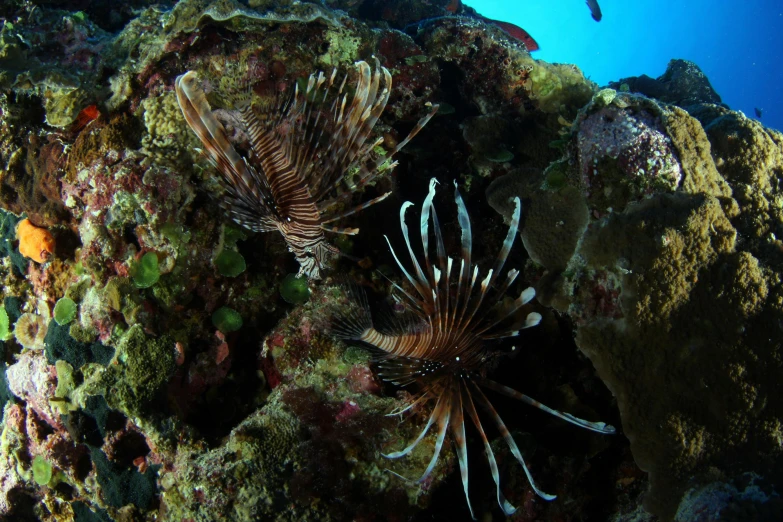 a couple of fish sitting on top of a rock, lion fish, lush surroundings, watery caverns, great barrier reef