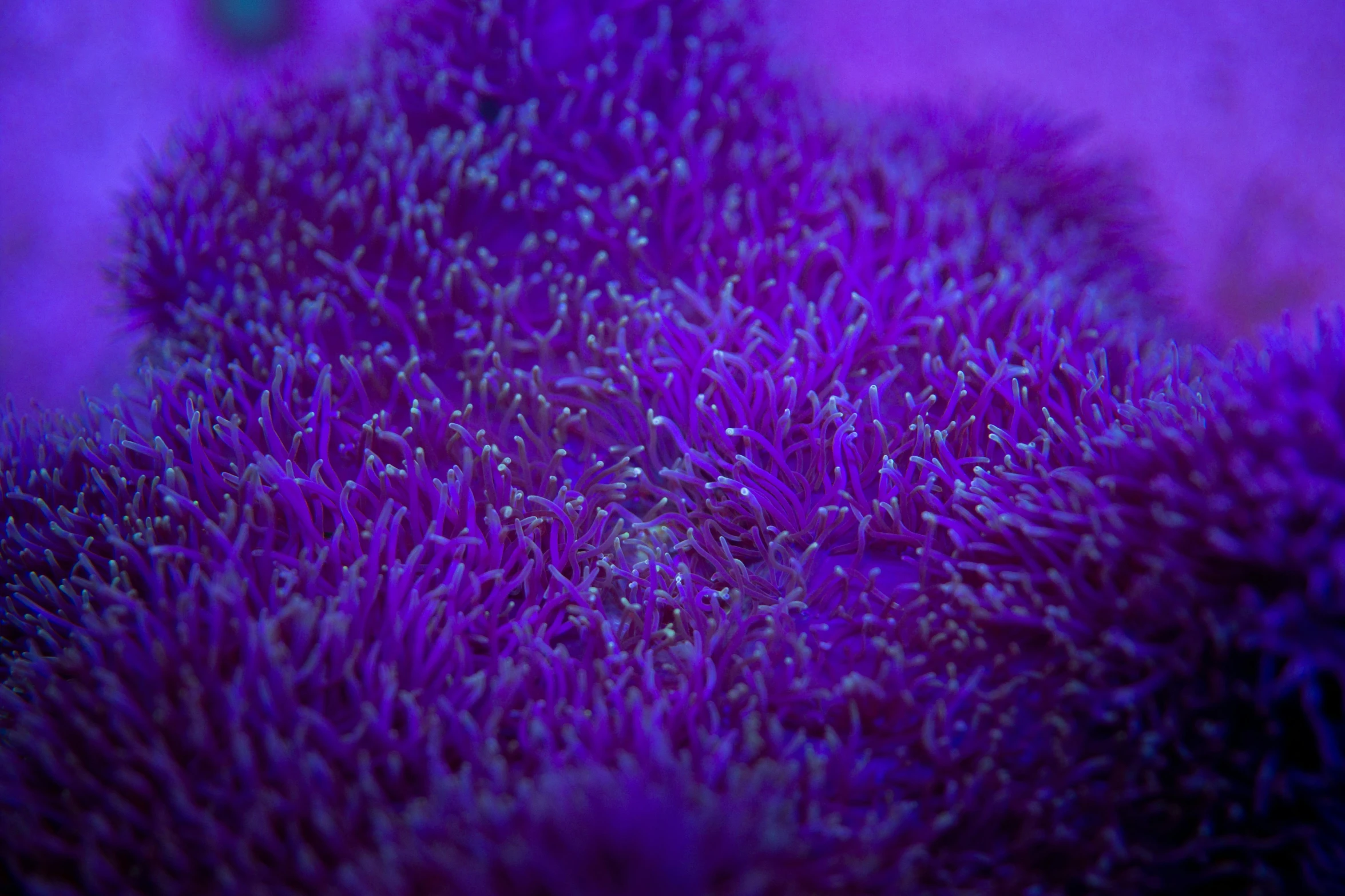 a close up view of a purple flower, by Dan Luvisi, synchromism, coral reef, ultramarine, aquarium, single color