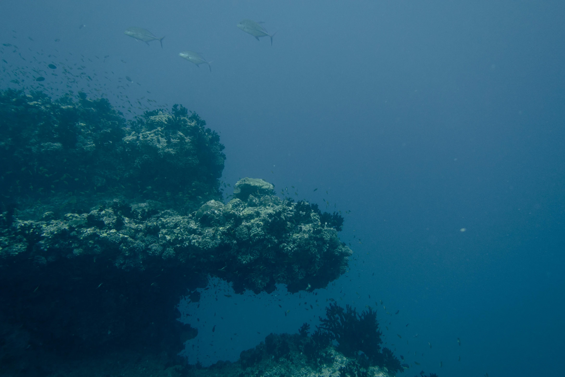 a group of fish swimming over a coral reef, taken with sony alpha 9, sunken ship, grey, background image