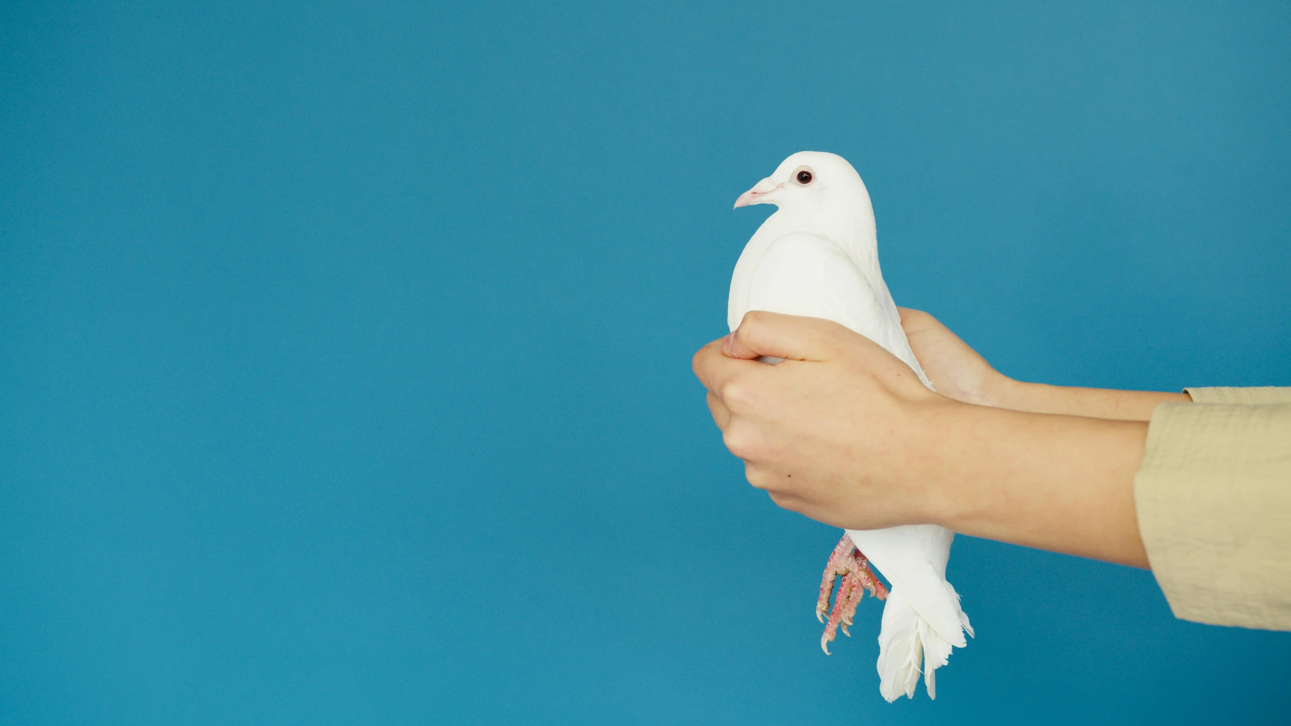 a person holding a white bird in their hand, with a blue background, trending on dezeen, pigeon, local conspirologist