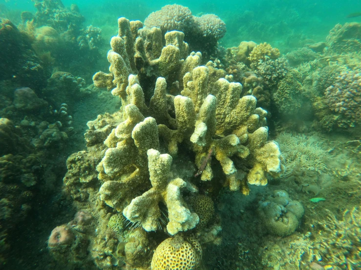 a coral reef with many different types of corals, an album cover, unsplash, hurufiyya, low quality photo, australian, bubbly underwater scenery, background image