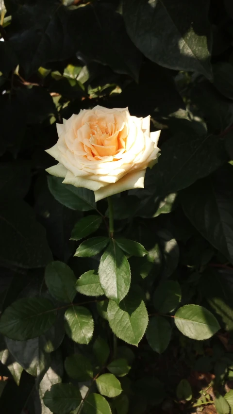 a white rose sitting on top of a lush green plant, in shades of peach, photographed for reuters, no cropping, made of glazed