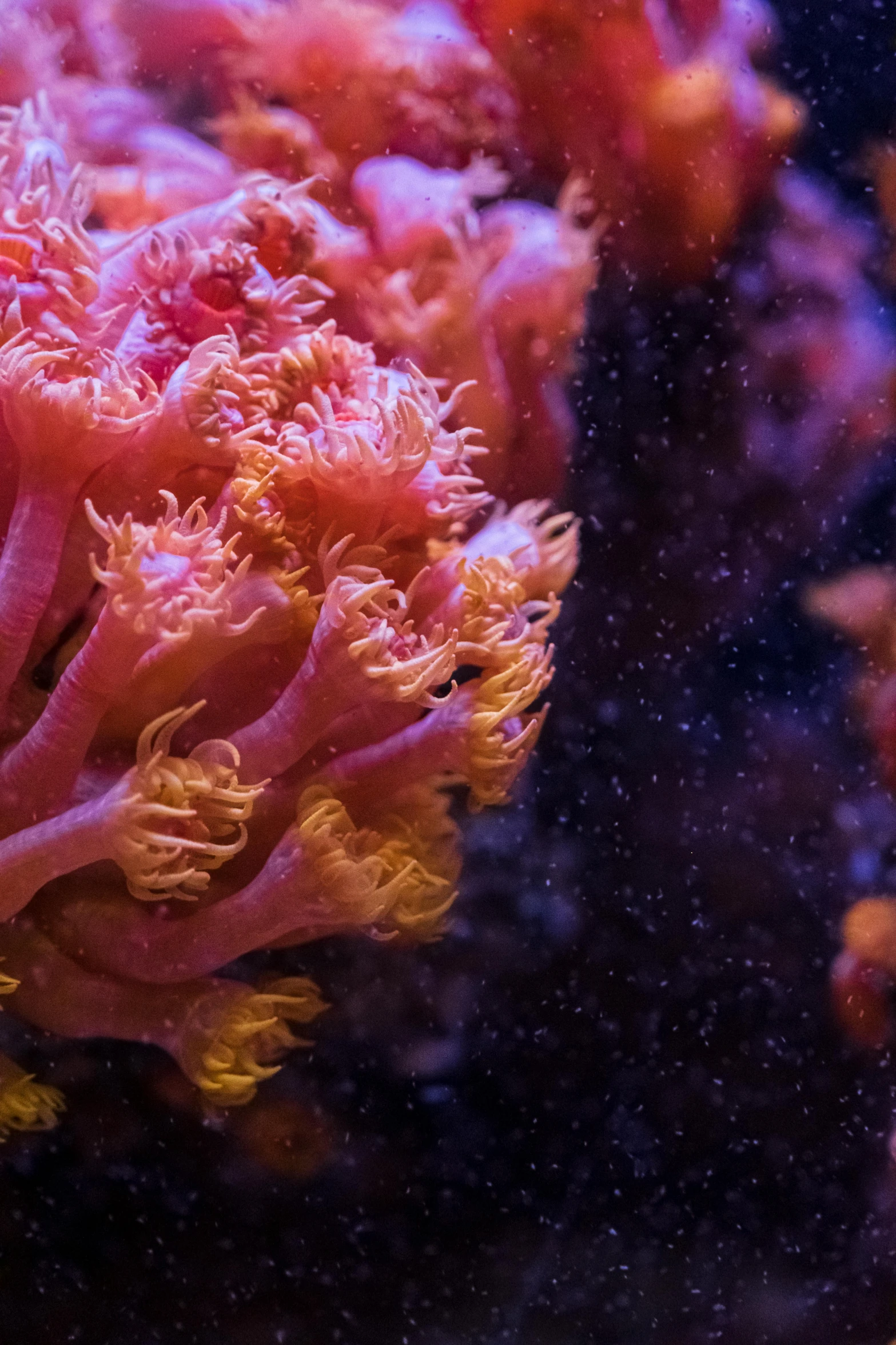 a close up of a pink sea anemone, unsplash, distant nebula are glowing algae, orange fluffy belly, aquarium, reefs