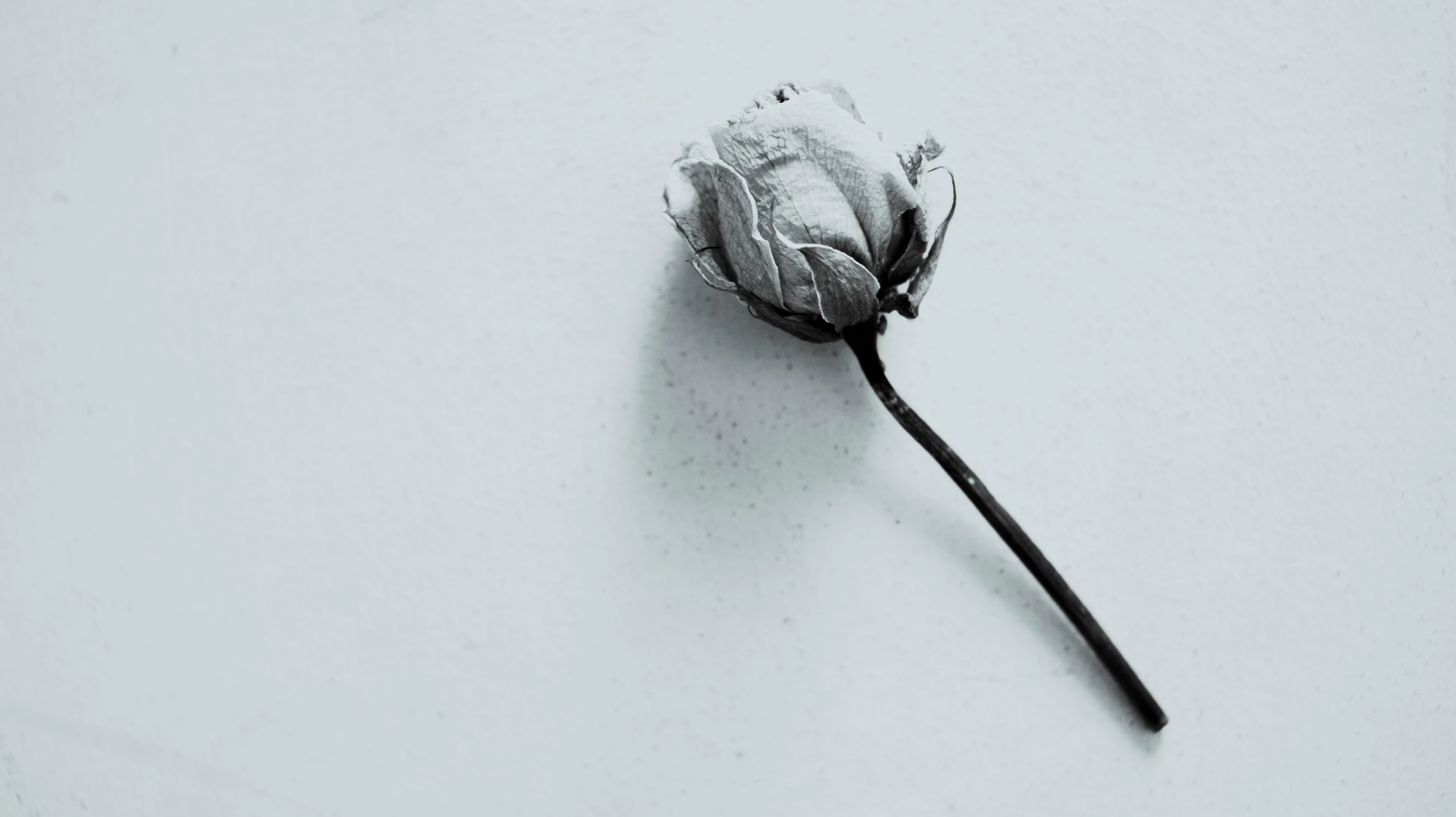 a black and white photo of a flower, unsplash, postminimalism, blue rose, dead old, on a pale background, desaturated blue