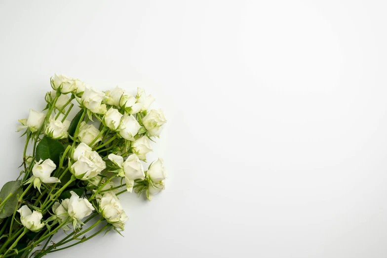 a bouquet of white roses on a white background, an album cover, unsplash, background image, crisp lines, white-space-surrounding, funeral