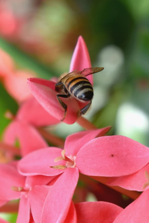 a bee sitting on top of a pink flower, bromeliads, avatar image