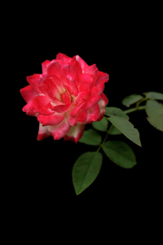 a single red rose on a black background, an album cover, flickr, pink flower, photograph taken in 2 0 2 0, ornamental, nighttime!