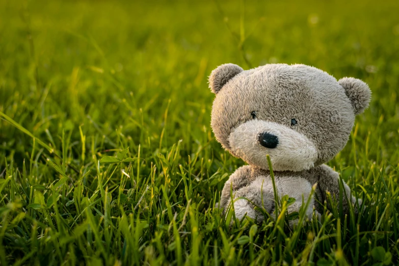 a teddy bear that is sitting in the grass, grass field, at sunset