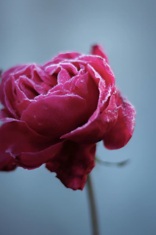 a pink rose with water droplets on it, inspired by Arthur Burdett Frost, unsplash, frozen and covered in ice, maroon mist, today\'s featured photograph 4k, blue