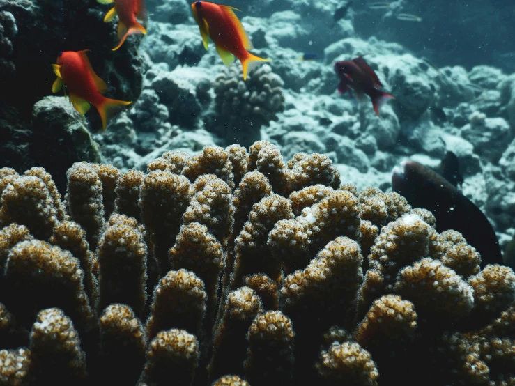 a group of fish swimming on top of a coral, pexels contest winner, 🦩🪐🐞👩🏻🦳, sustainable materials, coral red, exterior shot