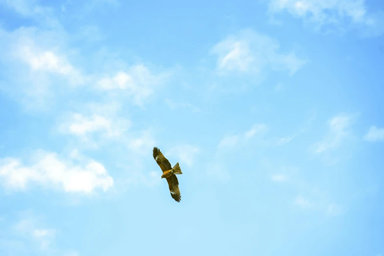 a bird that is flying in the sky, pexels contest winner, hurufiyya, clemens ascher, hawk, yellow, big sky