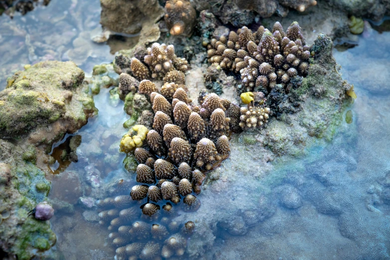 a group of corals sitting on top of a body of water, unsplash, hurufiyya, he is covered with barnacles, egypt, liquid cooled, museum quality photo