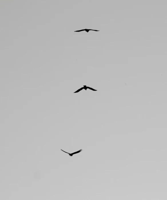 a flock of birds flying in the sky, a black and white photo, by Jan Rustem, minimalism, the three moiras, alternate album cover, threes, head straight down