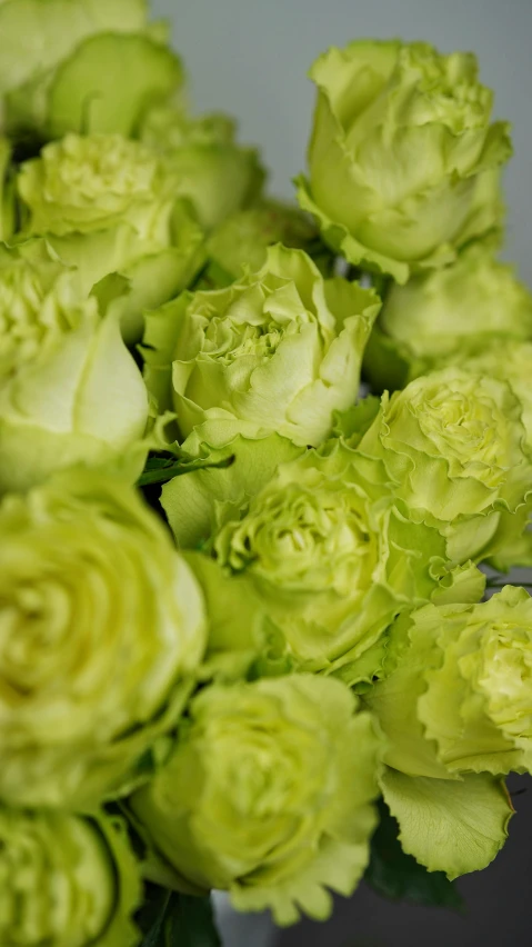 a vase filled with green flowers on top of a table, detail shot, rosette, brilliant detail, lettuce