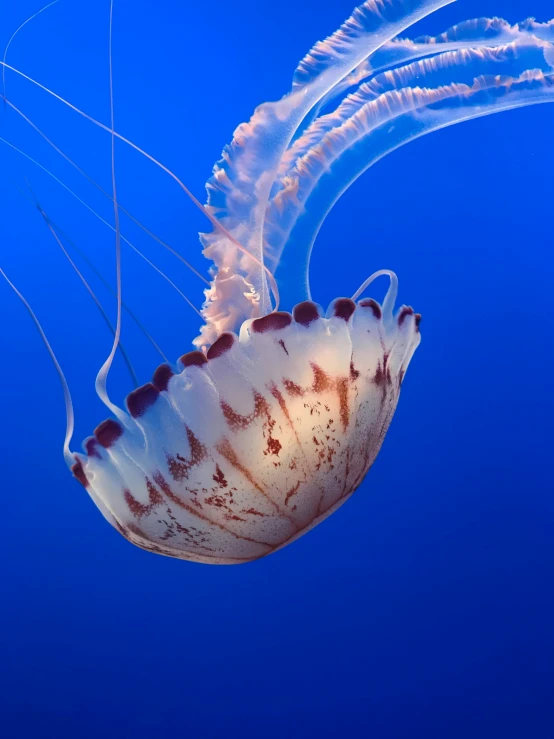 a jellyfish swimming in the blue water, a digital rendering, by Alison Geissler, unsplash contest winner, romanticism, 2022 photograph, slide show, red sea, humpback whale