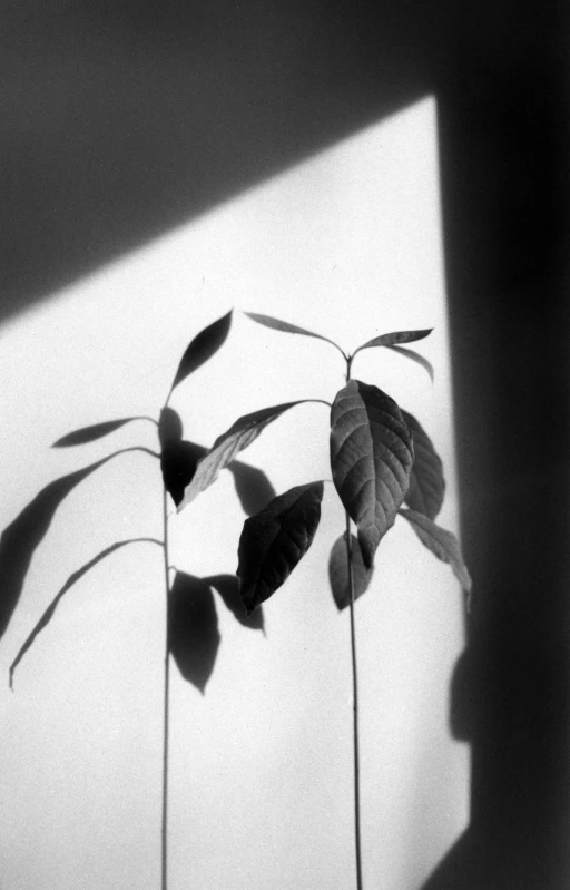 a black and white photo of a plant, cast shadows, 2 5 6 x 2 5 6, seseon yoon, ( ray of sunlight )