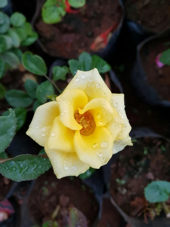 a close up of a flower in a pot, yellow rose, bangalore, 🐿🍸🍋, misty and raining